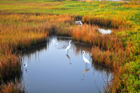 Study of marsh and birds