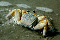 ghost crab at Morris