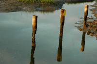 Old posts in Church Creek