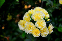 Lady Banksia rose