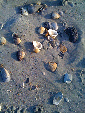 see shells