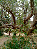 oaks at Capers Island