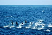 Pacific dolphins