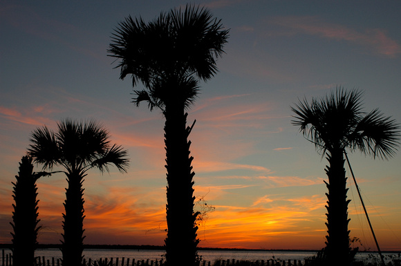 Palmettos at sunset