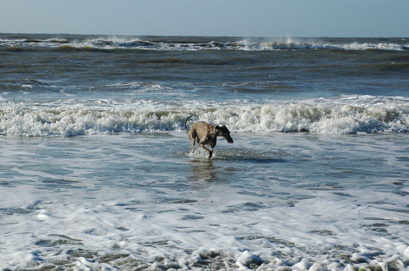 greyhound in surf