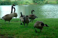 Canadian geese