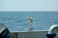 Bird at sea