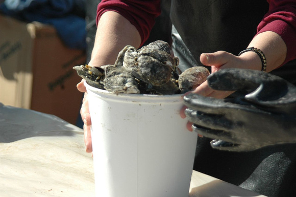 Bucket of oysters