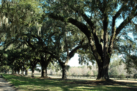 Boone Hall's avenue of oaks
