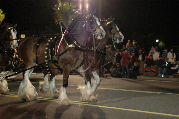 Clydesdales on parade