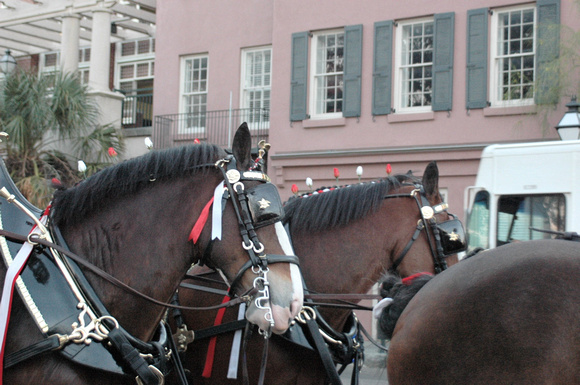 Clydesdales at Marion Square