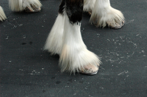 Clydesdale feet