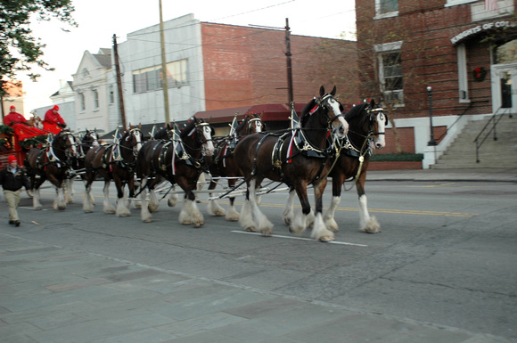 Clydesdales  in full hitch