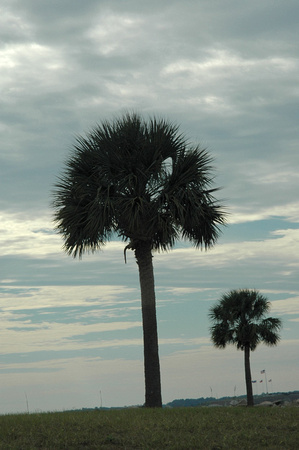 Palmetto at Ft Moultrie