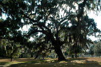 oaks at Willtown Bluff