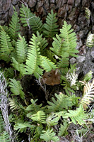 ferns on oak