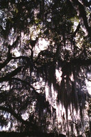 oaks with Spanish moss