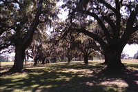 Grove of oaks