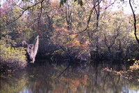 fall wetland