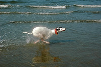 Greyhound in the surf